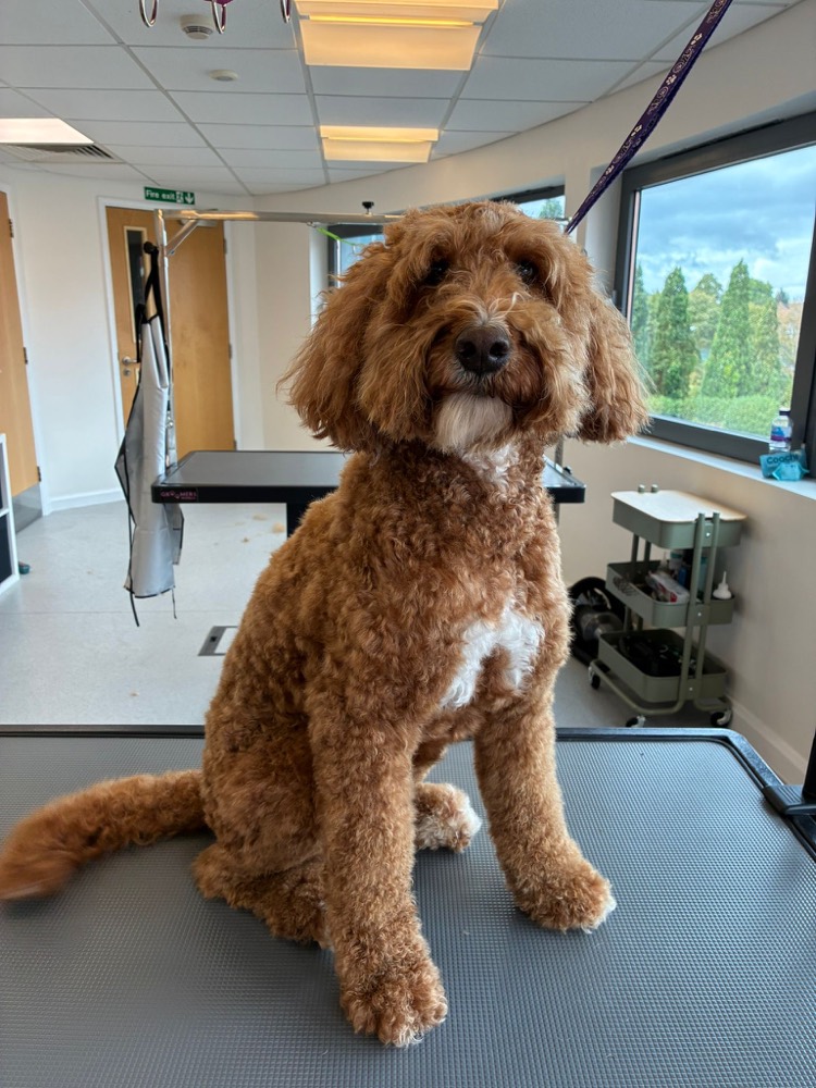 Apricot cockapoo after a full groom