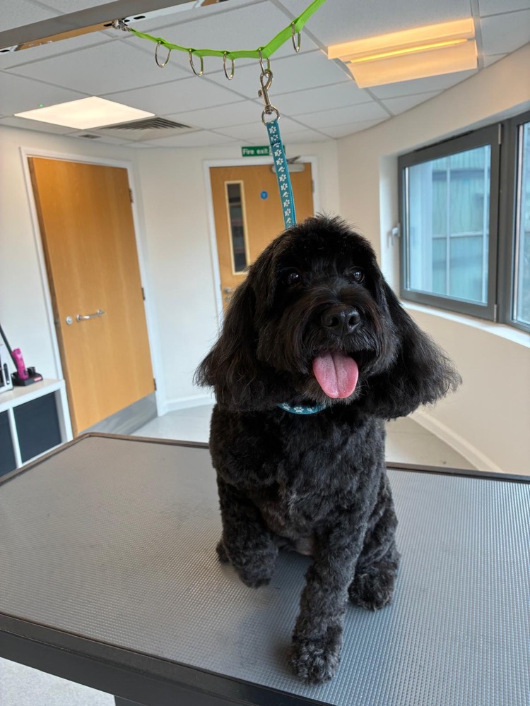 Black cockapoo on the grooming table after a full groom