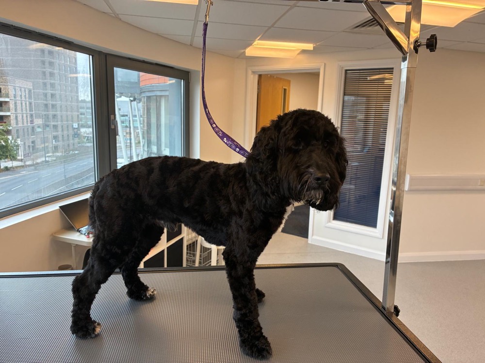 Black doodle standing after a full groom