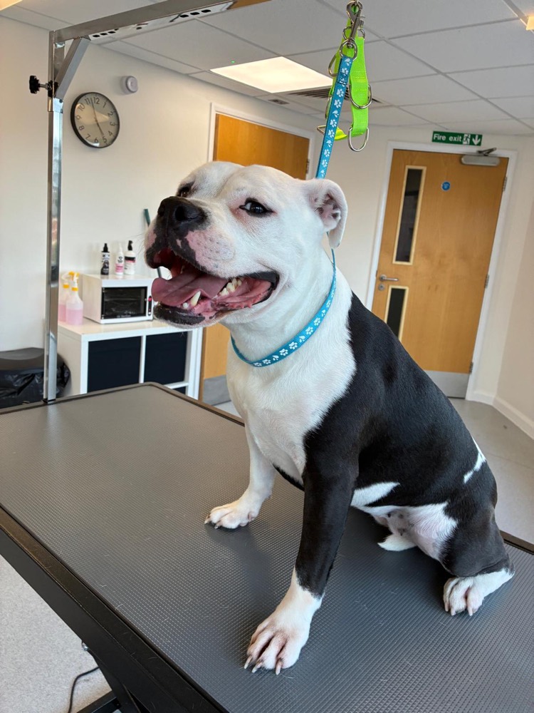 Black and white staffie after a bath and blow dry