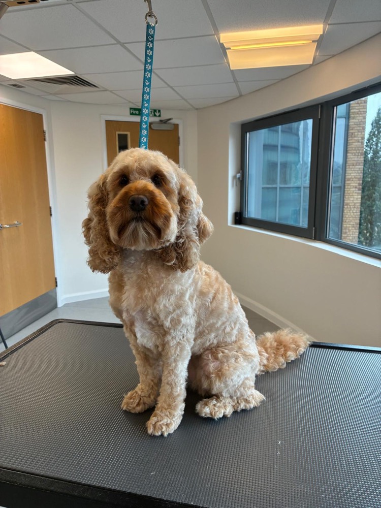 Apricot cockapoo sitting after a full groom