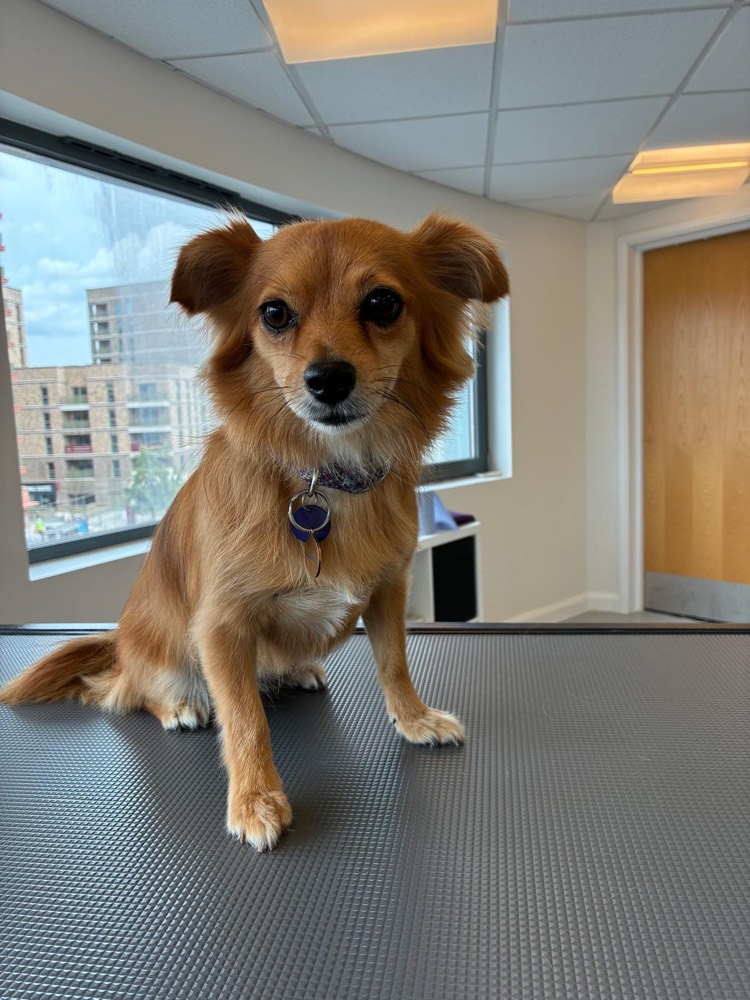 Small tan terrier cross after a bath and blow dry
